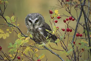 Northern Saw-whet Owl (Aegolius acadicus) perching in a wild rose bush, British Columbia