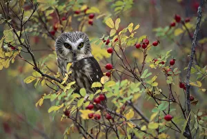 Northern Saw-whet Owl (Aegolius acadicus) perching in a wild rose bush, British Columbia