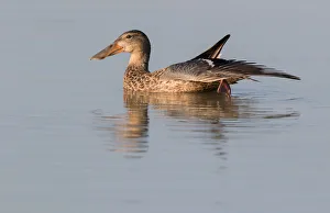 September Prints: Northern Shoveler (Anas clypeata) female stretching wing on the water, Oostvaardersplassen
