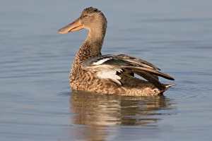 Northern Shoveler (Anas clypeata) female stretching wings, Oostvaardersplassen