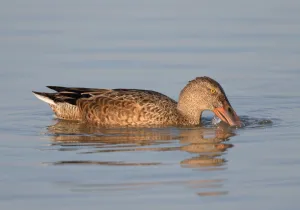 September Prints: Northern Shoveler (Anas clypeata) male foraging, Oostvaardersplassen, The Netherlands