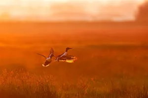 Two Northern Shoveler (Spatula clypeata) males flying over grassland at sunset, fighting over territory, Augustinusga Two Northern Shoveler (Spatula clypeata) males flying over grassland at sunset, fighting over territory, Augustinusga