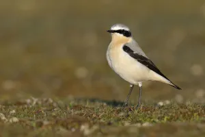 Northern Wheatear (Oenanthe oenanthe), Noord-Holland, The Netherlands Northern Wheatear (Oenanthe oenanthe), Noord-Holland, The Netherlands