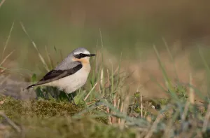 Northern Wheatear (Oenanthe oenanthe) male perched amidst vegetation, Nuldernauw, Gelderland, The Netherlands Northern Wheatear (Oenanthe oenanthe) male perched amidst vegetation, Nuldernauw, Gelderland, The Netherlands