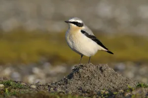 Northern Wheatear (Oenanthe oenanthe) on mole hill, Noord-Holland, The Netherlands Northern Wheatear (Oenanthe oenanthe) on mole hill, Noord-Holland, The Netherlands