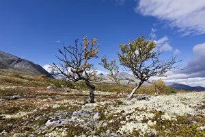 Wide Angle View Prints: northren landscape with two birch trees in Straumbu Rondane NP, Straumbu, Rondane NP