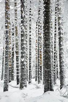 Germany Prints: Norway Spruce (Picea abies) in snow, Brocken, Harz, Germany