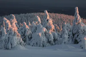 Norway Spruce(Picea abies) forest in snow at sunset, Brocken, Harz, Germany