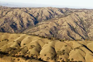 Oak (Quercus sp) trees in oak savanna on hillsides, Bay Area, California Oak (Quercus sp) trees in oak savanna on hillsides, Bay Area, California