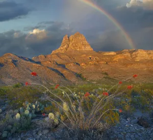 Blue Sky Prints: Ocotillo (Fouquieria splendens) with rainbow Gobbler Knob formation, Sacramento Mountains