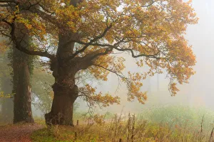 An old Oak tree (Genus Quercus) with autumn leaves in mist, Hof van Twente, Delden