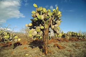 Desert Prints: Opuntia (Opuntia echios) cactus Galapagos Islands National Park, Ecuador