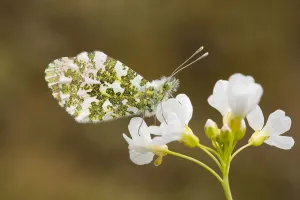 Insect Prints: Orange Tip male (Anthocharis cardamines) resting on a Cuckoo Flower (Cardamine pratensis)