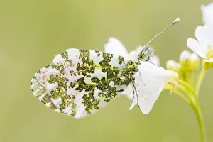 Orange Tip male (Anthocharis cardamines) resting on a Cuckoo Flower (Cardamine pratensis)