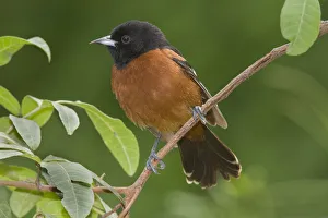 Orchard Oriole (Icterus spurius) male, Rio Grande Valley, Texas Orchard Oriole (Icterus spurius) male, Rio Grande Valley, Texas