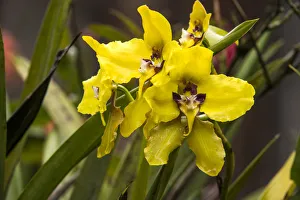 Orchid (Cyrtochilum macranthum) flowers, Cayambe Coca Ecological Reserve, Ecuador Orchid (Cyrtochilum macranthum) flowers, Cayambe Coca Ecological Reserve, Ecuador