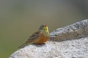 Ortolan Bunting (Emberiza hortulana) male singing from a rock, Sierra de Gredos, Avila