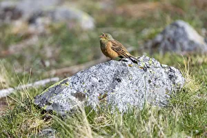 Ortolan Bunting (Emberiza hortulana) male singing on top of a rock, Sierra de Gredos