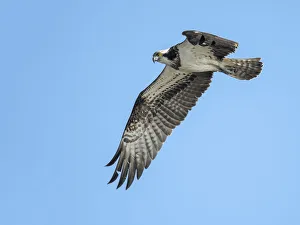 Osprey (Pandion Haliaetus) fly-by in the Netherlands, looking at camera, IJssel, Kampen Osprey (Pandion Haliaetus) fly-by in the Netherlands, looking at camera, IJssel, Kampen