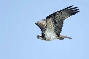 Underside Prints: Osprey (Pandion Haliaetus) flying by against a blue sky and looking at camera, IJssel