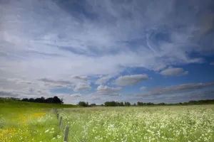 Flower Prints: Overview of floodplains covered with Cow Parsley (Anthriscus sylvestris) with a dike