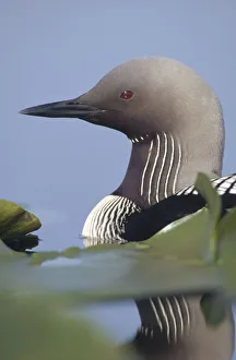 Close Prints: Pacific Loon (Gavia pacifica) adult portrait among water lilies, North America