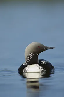 Pacific Loon (Gavia pacifica) on lake, North America
