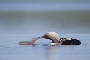 Family Prints: Pacific Loon (Gavia pacifica) parent feeding chick, North America