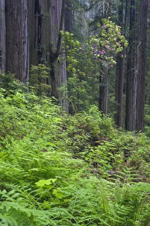 Pacific Rhododendron (Rhododendron macrophyllum) flowering in old growth Coast Redwood Pacific Rhododendron (Rhododendron macrophyllum) flowering in old growth Coast Redwood