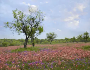 Paintbrush (Castilleja sp) and Pointed Phlox (Phlox cuspidata) flowers, Texas
