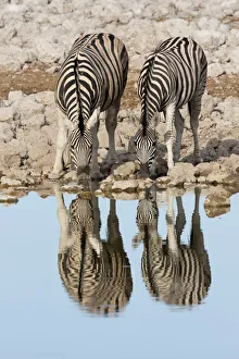 Pair of Burchellaes Zebra (Equus quagga burchellii) standing at wateraes edge to drink with