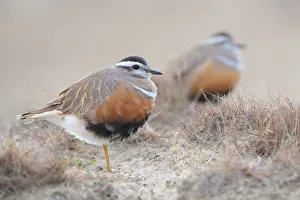 A pair of Eurasian Dotterels (Charadrius morinellus) standing in the dunes A pair of Eurasian Dotterels (Charadrius morinellus) standing in the dunes