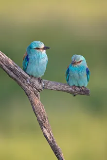 A pair of European Rollers (Coracias garrulus) perched on a tree, Koros Maros National Park, Bekes, Hungary A pair of European Rollers (Coracias garrulus) perched on a tree, Koros Maros National Park, Bekes, Hungary