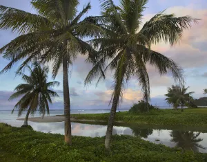 Tranquility Prints: Palm trees, Asan Beach, War in the Pacific National Historic Park, Guam