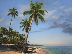 Blue Sky Prints: Palm trees, Palmetto Bay, Roatan Island, Honduras