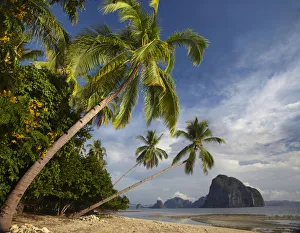 Mother Prints: Palm trees, Pinagbuyutan Island, Palawan, Philippines