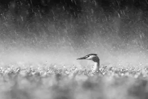 Noord Brabant Prints: Panicking Great Crested Grebe (Podiceps cristatus) adult on the water in heavy rainstorm