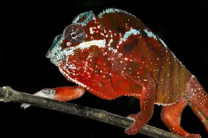 Close Up Prints: Panther Chameleon (Furcifer pardalis) male on his way to attack another male Panther Chameleon