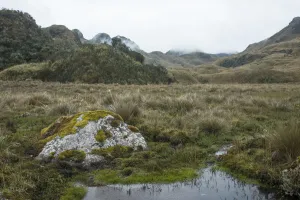 Paramo, Cayambe Coca Ecological Reserve, Ecuador