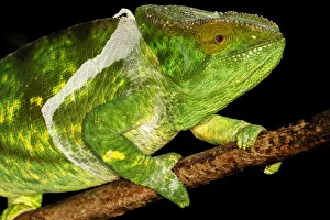 Close Up Prints: Parsons Chameleon (Calumma parsonii) female moulting