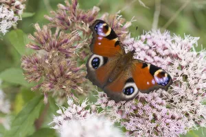 Top View Prints: Peacock Butterfly (Inachis io) feeding on nectar from Hemp Agrimony