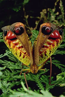 Peacock Katydid (Pterochroza ocellata) flashing false eye spots in defensive posture Peacock Katydid (Pterochroza ocellata) flashing false eye spots in defensive posture