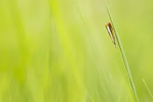 Close Up Prints: Pearl-band Grass Veneer (Catoptria margaritella) resting on blade of grass