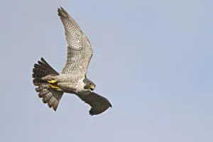 Falco Peregrinus Prints: Peregrine Falcon (Falco peregrinus) flying, British Columbia, Canada