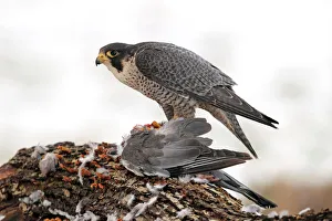 Peregrine Falcon (Falco peregrinus) male, Baden-Wuerttemberg, Germany Peregrine Falcon (Falco peregrinus) male, Baden-Wuerttemberg, Germany