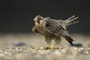 Falco Peregrinus Prints: Peregrine Falcon (Falco peregrinus) young male, North Rhine-Westphalia, Germany