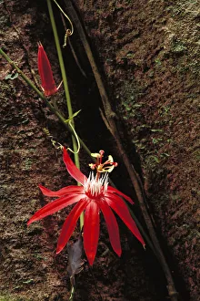 Perfumed Passion Flower (Passiflora vitifolia) flower, tropical Mesoamerica Perfumed Passion Flower (Passiflora vitifolia) flower, tropical Mesoamerica