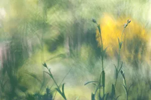 Photographic impression of a field