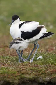 Pied Avocet (Recurvirostra avosetta) chick hiding underneath parent, Texel, Noord-Holland Pied Avocet (Recurvirostra avosetta) chick hiding underneath parent, Texel, Noord-Holland