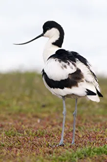 Pied Avocet (Recurvirostra avosetta) standing, Texel, Noord-Holland, Netherlands Pied Avocet (Recurvirostra avosetta) standing, Texel, Noord-Holland, Netherlands